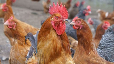 grippe_aviaire