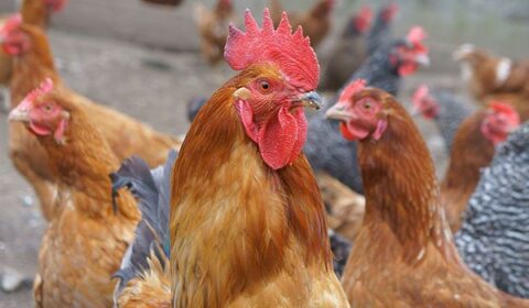 grippe_aviaire