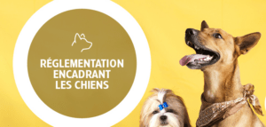 Reglementation-chiens
